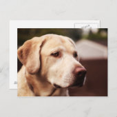 ラブラドール検索機 ポストカード (正面/裏面)