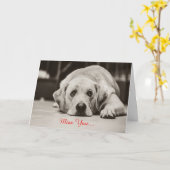 ラブラドール犬の失敗挨拶状 カード (黄色い花)
