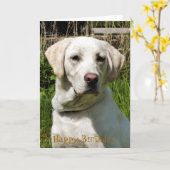 ラブラドール犬 カード (黄色い花)