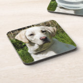 ラブラドール犬 コースター (左側)