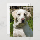 ラブラドール犬 ポストカード (正面/裏面)