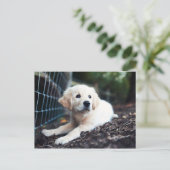 ラブラドール遊の子犬の庭 ポストカード (スタンド正面)