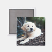 ラブラドール遊の子犬の庭 マグネット (正面/裏面)