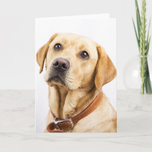 ラブラドール カード (正面)