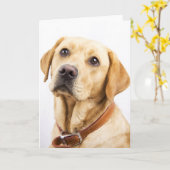ラブラドール カード (黄色い花)