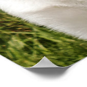 ラブラドール ポスター (角)