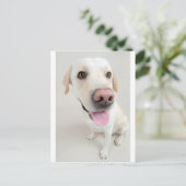 ラブラドール ポストカード (スタンド正面)