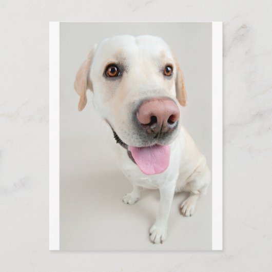 ラブラドール ポストカード (正面)