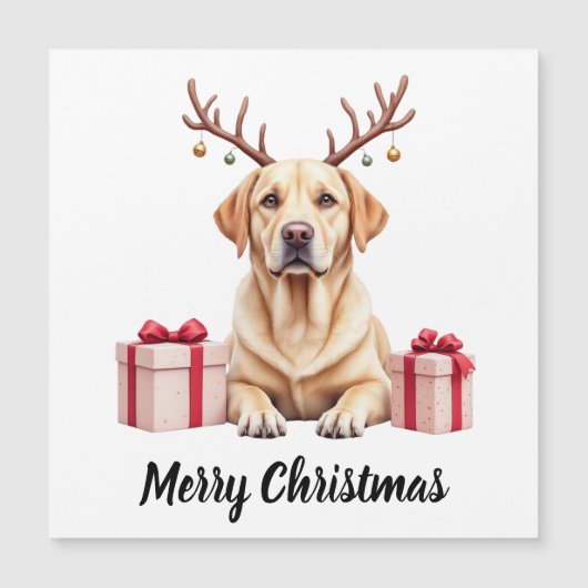 ラブラドール レインディア (正面)