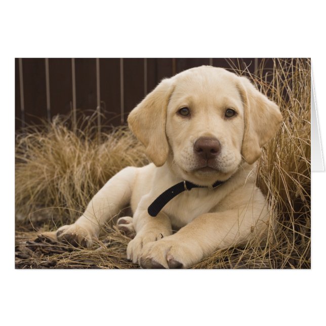 ラブラドール・レトリバー 子犬 (正面横)