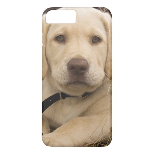 ラブラドール・レトリーバー 子犬 Case-Mate iPhoneケース (裏面)