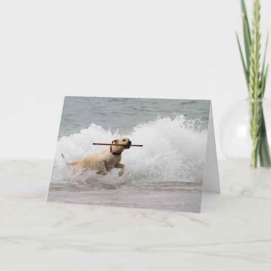 ラブラドール – 黄色 – 取りに行く！ カード (正面)