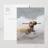 ラブラドール – 黄色 – 取りに行く！ ポストカード (正面/裏面)