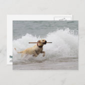 ラブラドール – 黄色 – 取りに行く！ ポストカード (正面/裏面)