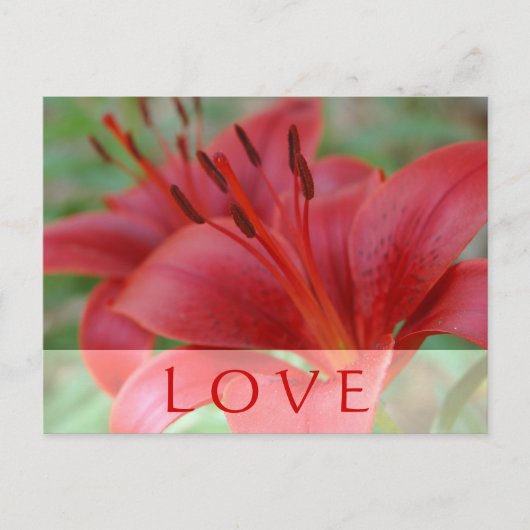 ラブリリー ポストカード (正面)