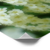 ラブリングワイルドホワイトローズ ポスター (角)