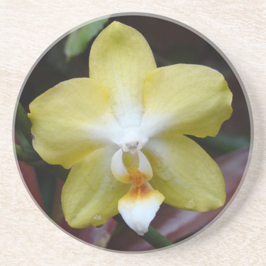 ラブリーイエローオーキッド コースター (正面)