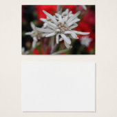 ラブリーエデルワイスレオントポジウムニヴェール (正面&裏面)