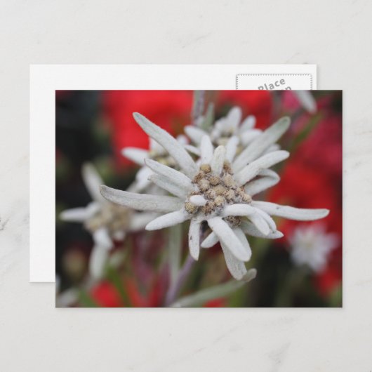 ラブリーエーデルワイスレオトポジウムnibale ポストカード (正面/裏面)