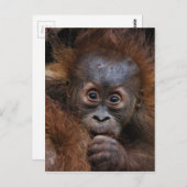 ラブリーオランベビー ポストカード (正面/裏面)