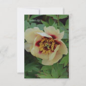 ラブリークリームイエローピーニー ノートカード (正面)