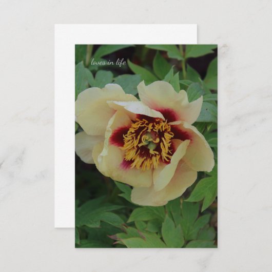 ラブリークリームイエローピーニー ノートカード (正面/裏面)