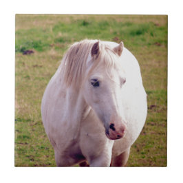 ラブリーグレーポニー タイル