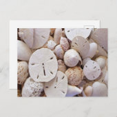 ラブリーサンドドルシーシェルポストカード ポストカード (正面/裏面)