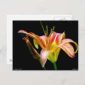 ラブリータウニーデイリリーIIアパレルとギフト ポストカード (正面/裏面)