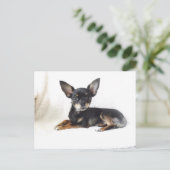 ラブリーチワホアハガキ ポストカード (スタンド正面)