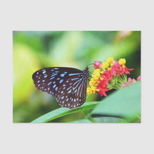 ラブリーバタフライアンドフラワーズティッシュペーパー 薄葉紙 (正面)