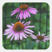 ラブリーパープルコンフォレアフローラ スクエアシール (正面)