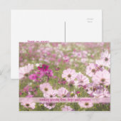 ラブリーピンク明るい赤紫色コスモスフラワーフィールドサンライト ポストカード (正面/裏面)