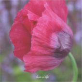 ラブリーピンク&パープルポピーの花 シール (正面)