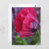 ラブリーピンク&パープルポピー ポストカード (正面/裏面)