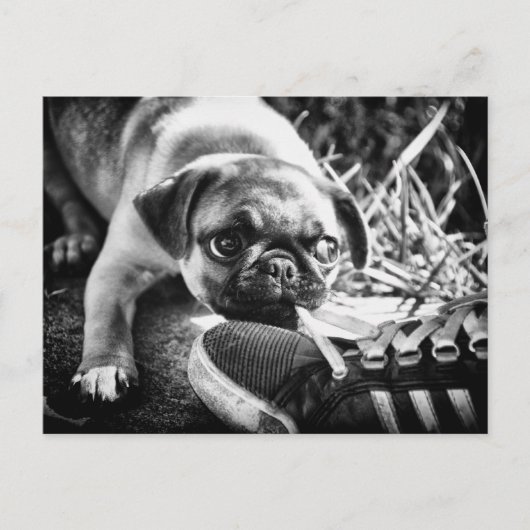 ラブリープレイフルモップ ポストカード (正面)