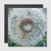 ラブリーホワイトダンデリオ (正面/裏面)