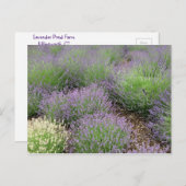 ラブリーラベンダー ポストカード (正面/裏面)