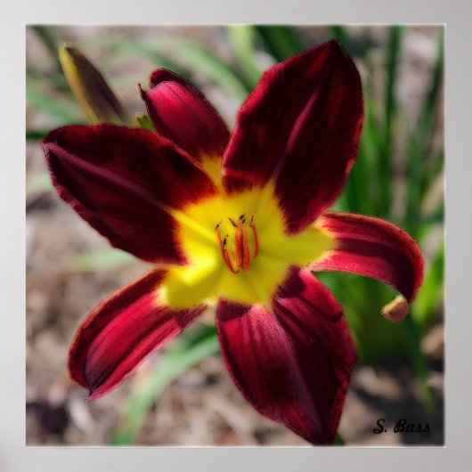 ラブリーリリー ポスター (正面)