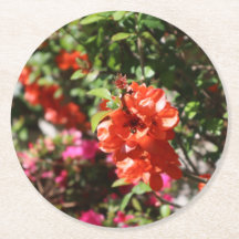 ラブリーレッド開花カインスフォトフローラ