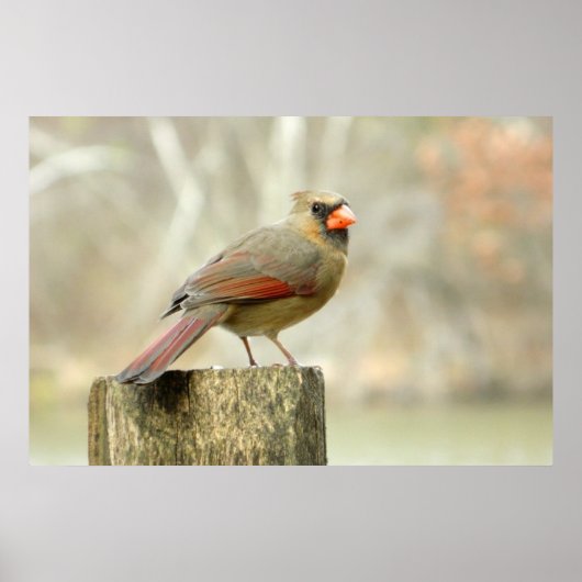 ラブリーレディ（鳥）ショウジョウコウカンチョウ長方形ポスター ポスター (正面)