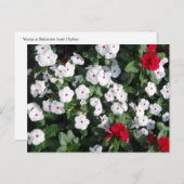 ラブリーヴィン赤と白カプラントボルチモアハーバー ポストカード (正面/裏面)