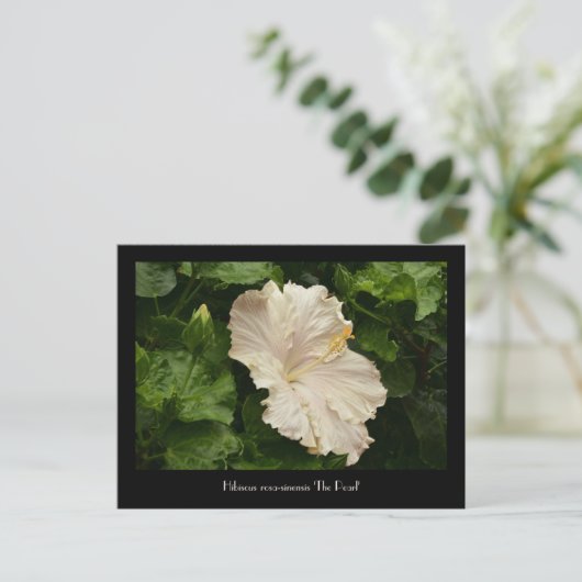 ラブリー大型ハ淡い色のイビスカスはがき ポストカード (スタンド正面)