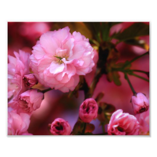 ラブリー春ピンクさくらんぼの花 フォトプリント (正面)