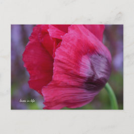 ラブリーPInk&パープルポピー花 ポストカード