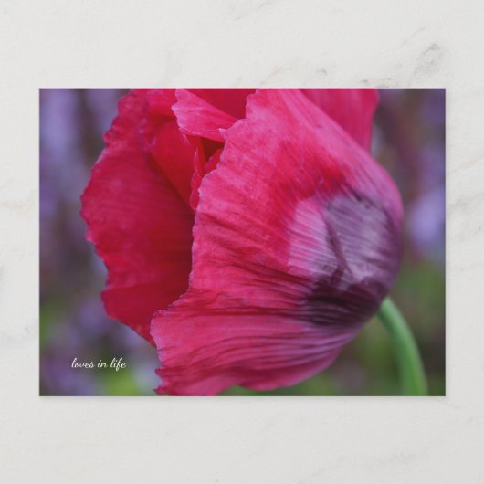 ラブリーPInk&パープルポピー花 ポストカード (正面)