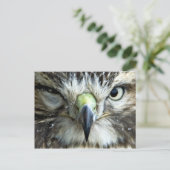 ラプター葉書 ポストカード (スタンド正面)