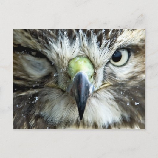 ラプター葉書 ポストカード (正面)