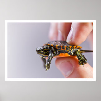 ラプティートトルテ ポスター