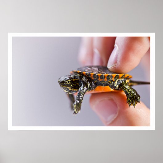 ラプティートトルテ ポスター (正面)